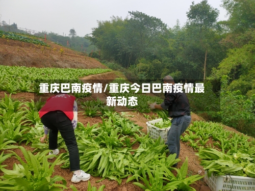 重庆巴南疫情/重庆今日巴南疫情最新动态